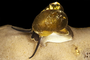 probably Megalovalvata baicalensis, in its "native" shell... by Mathieu Foulquié 